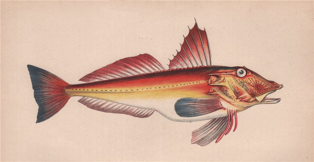 RED GURNARD. Chelidonichthys cuculus, Bloch's Gurnard. COUCH. Fish 1862 print